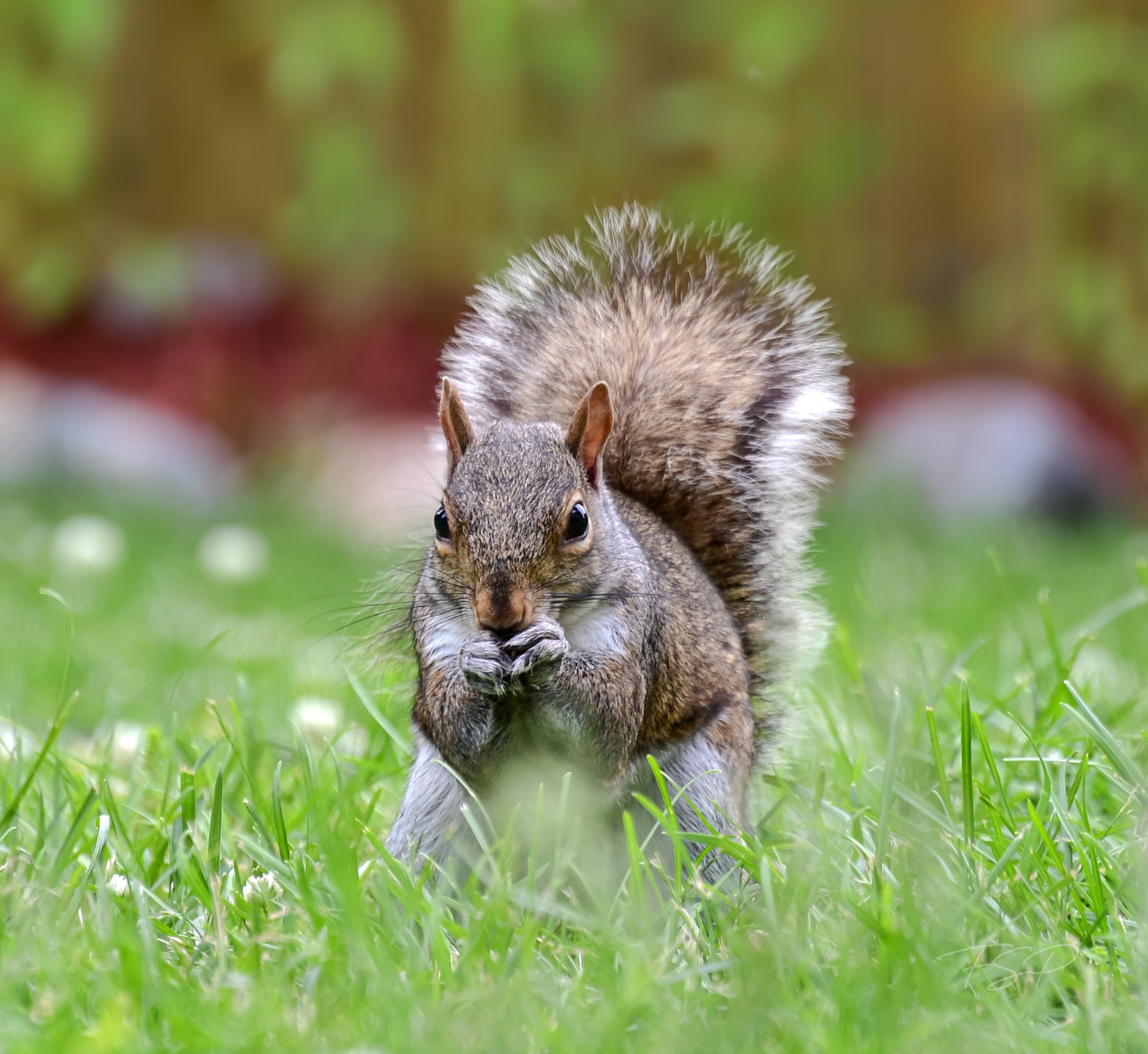 A small ground-dwelling mammal peers across layered stone at close range.