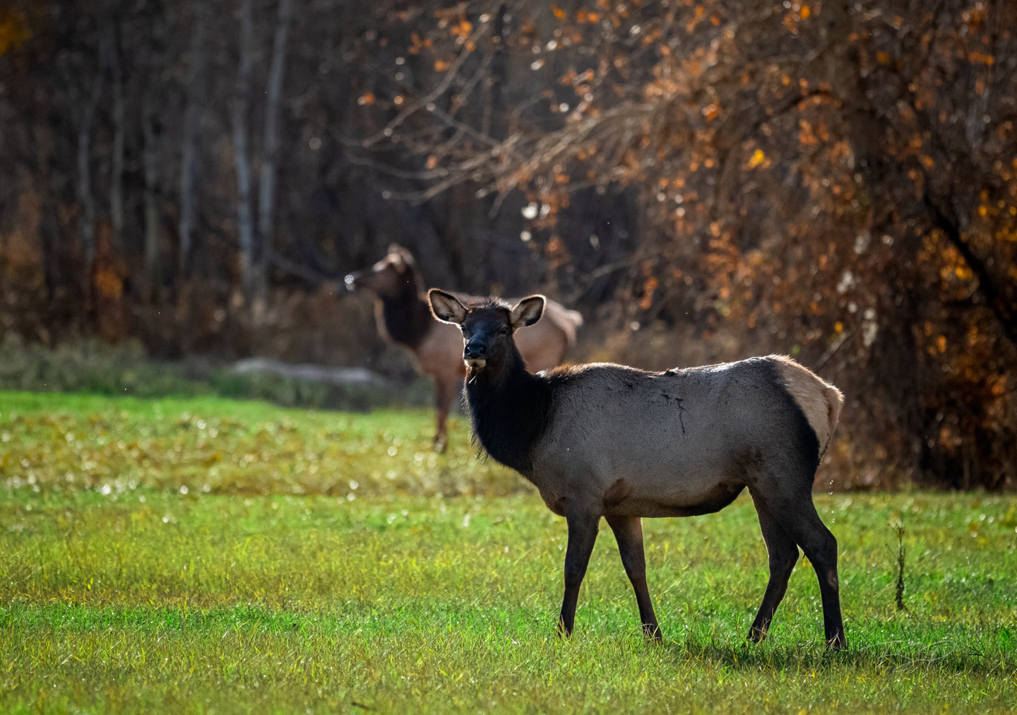 Elk move through an autumn meadow in warm backlight.