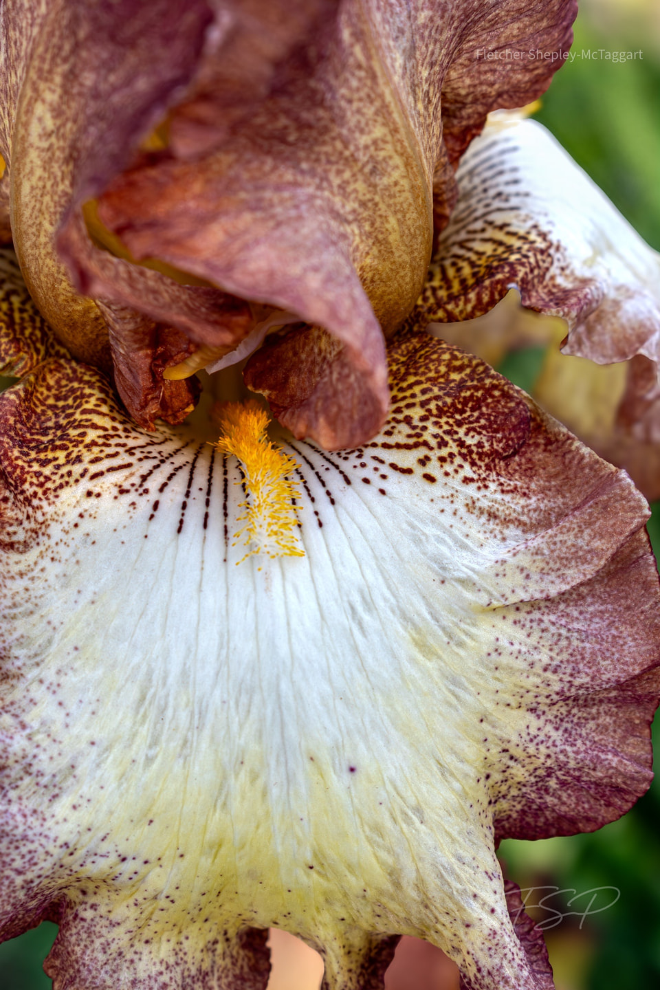 A cream and maroon iris fills the frame in a close botanical study.