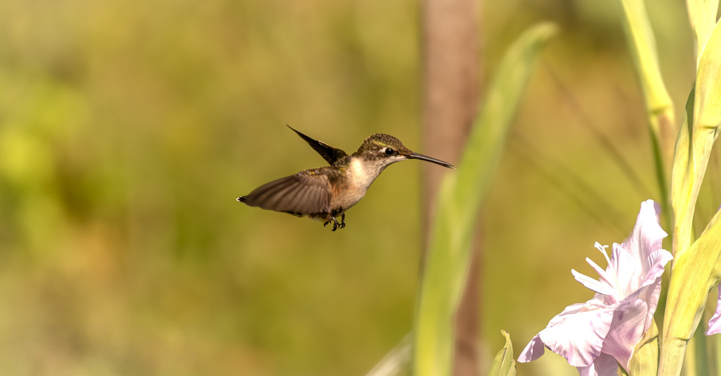 A hummingbird in flight approaches a pale flower.