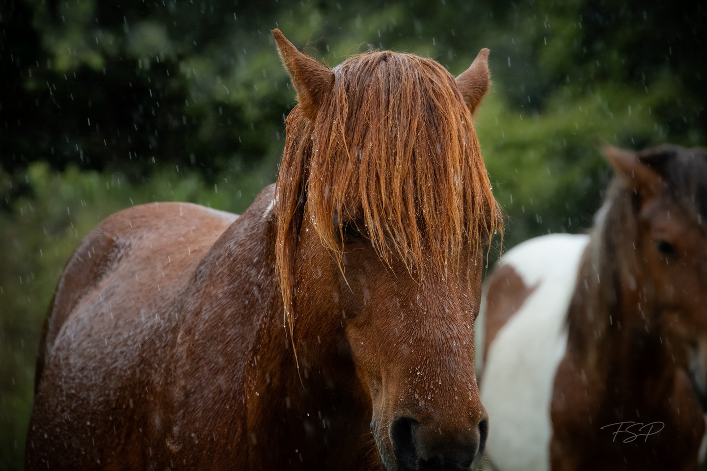 A wet chestnut horse faces the camera as rain falls across its mane.