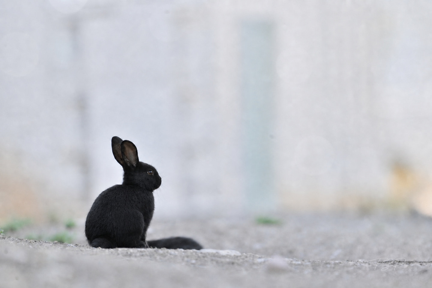 A small black rabbit sits in profile against a pale, softly blurred roadside.